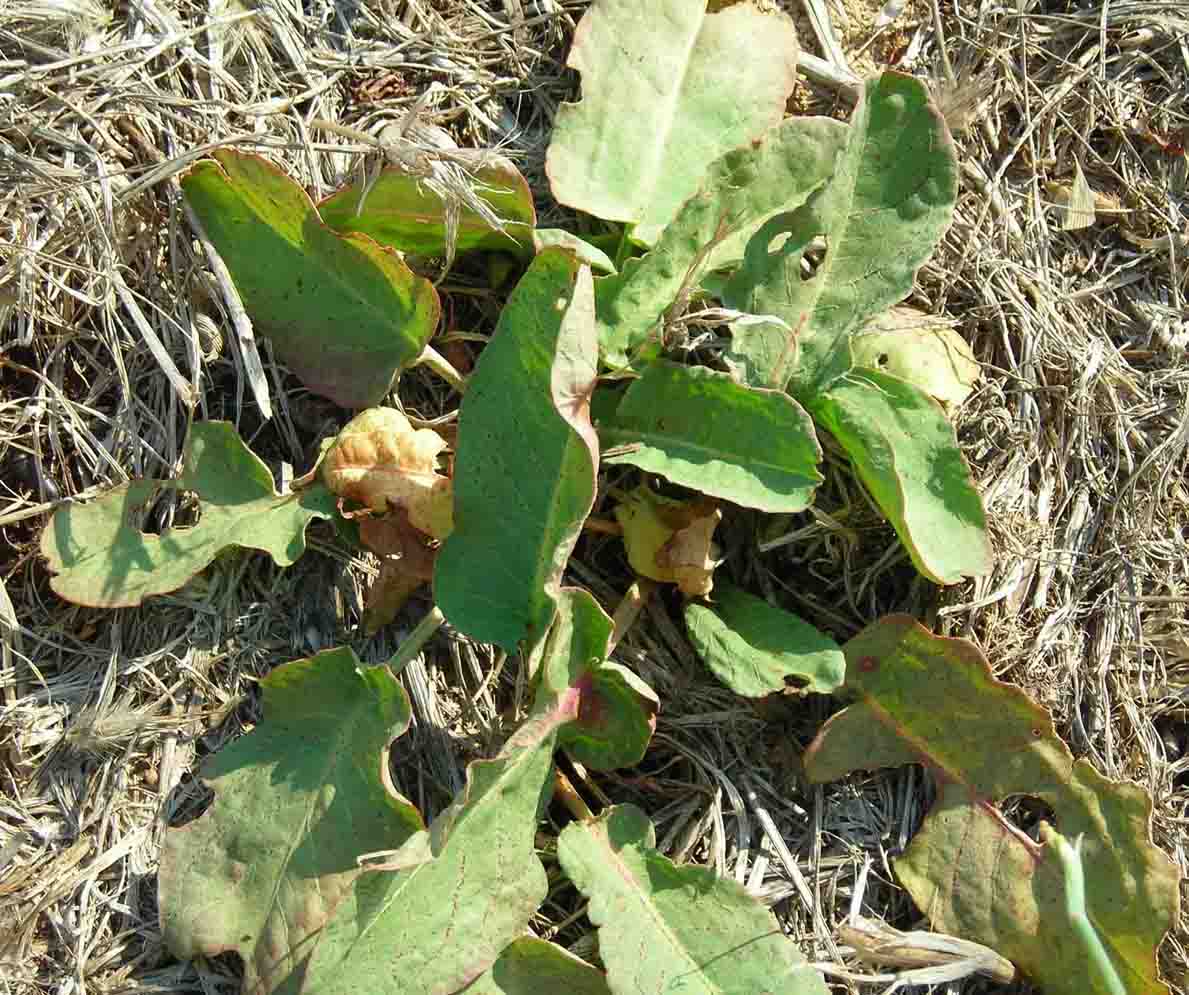 specie 1:  Rumex sp.